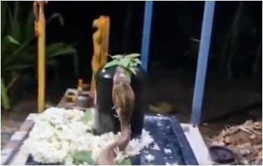 Shivalingam : శివలింగాన్ని హత్తుకున్న నాగుపాము - JAISW News Telugu